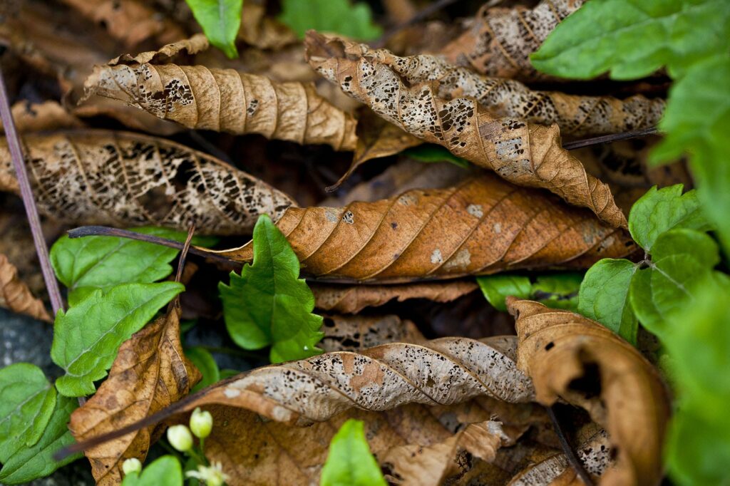 Fall pest control often includes looking to dried leaves.