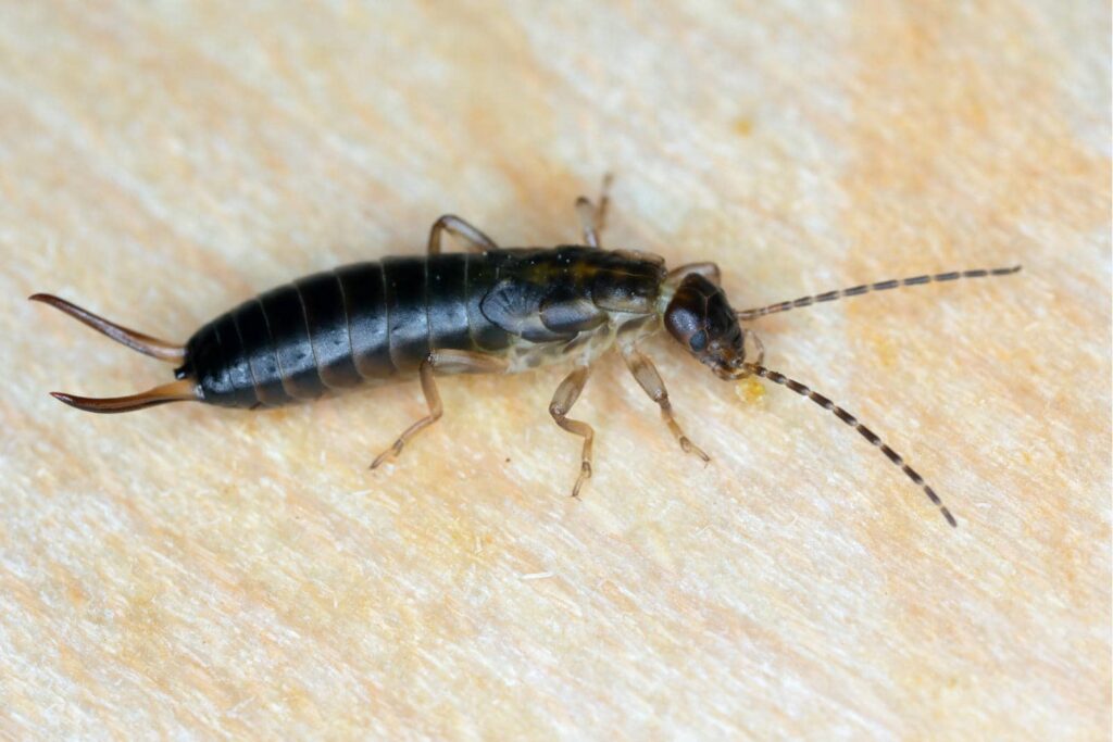 Preventative Pest Control Techniques for Your Home