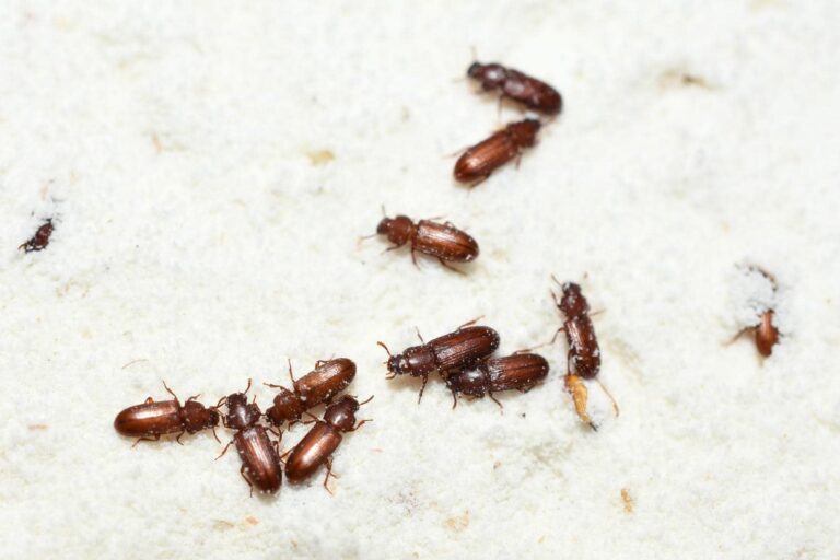 Professional Red Flour Beetle Control Guide