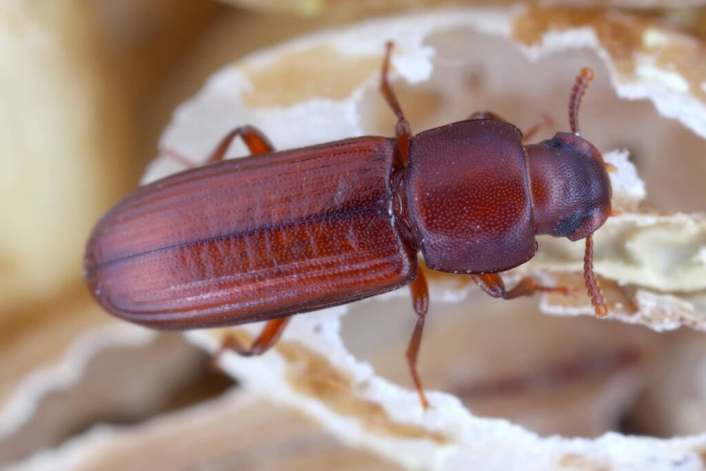 Red Flour Beetle Removal Guide