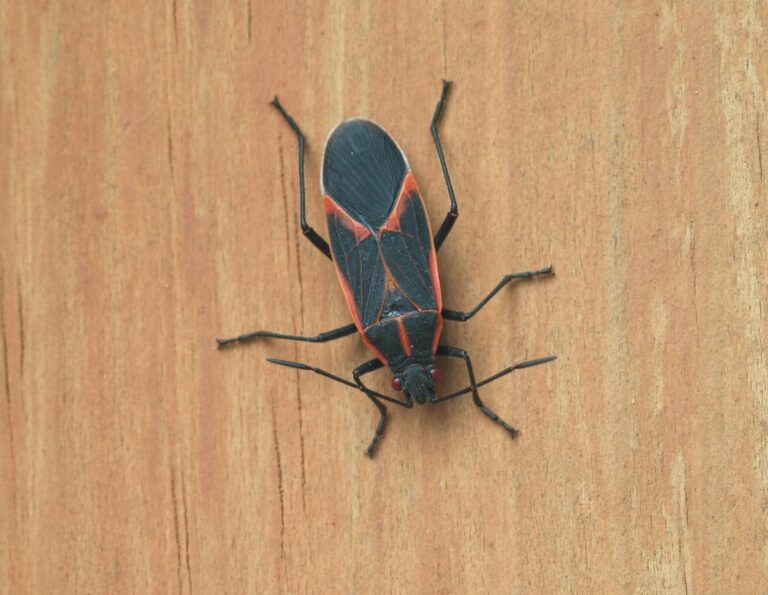 Seasonal Elder Bug Control Tips