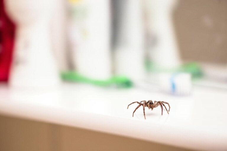 Smart Spider Control Techniques for Homeowners