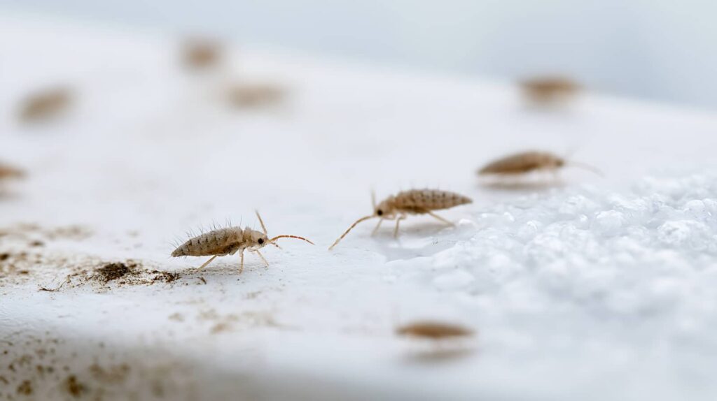 Springtail Control for Seasonal Infestations
