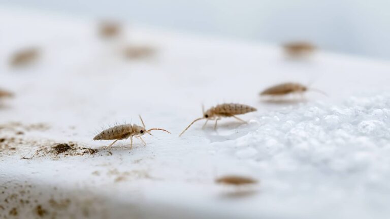 Springtail Control for Seasonal Infestations