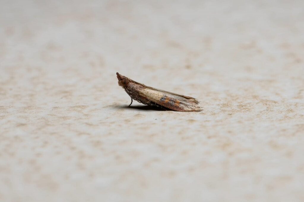 Close-up of a small moth.