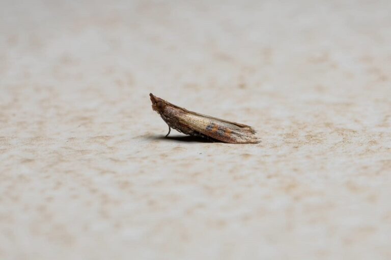 Close-up of a small moth.