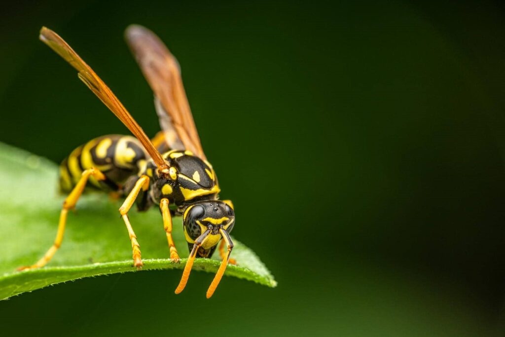 Close-up of a wasp on leaf.