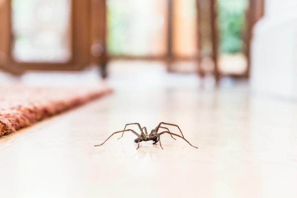 Spider on a wooden floor
