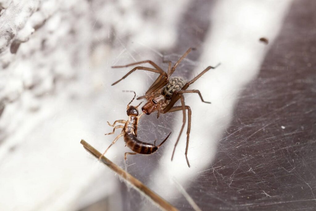 Spider capturing an earwig insect.