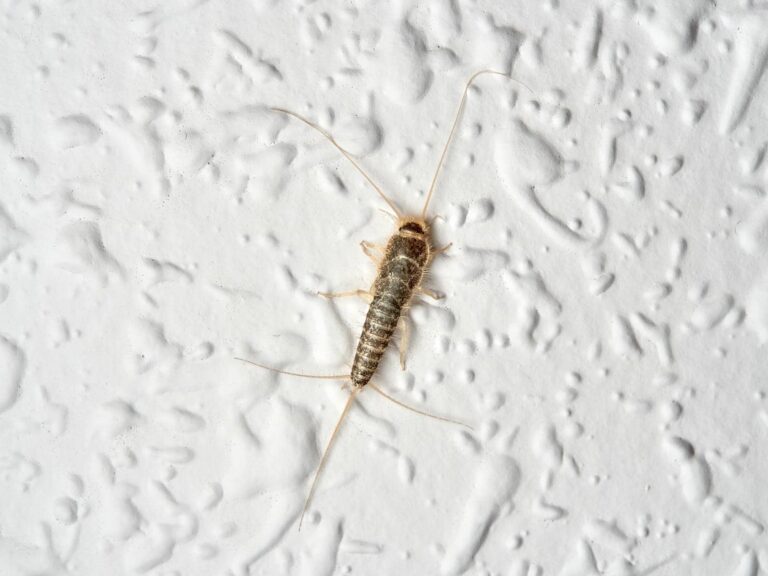 Earwig on textured white surface