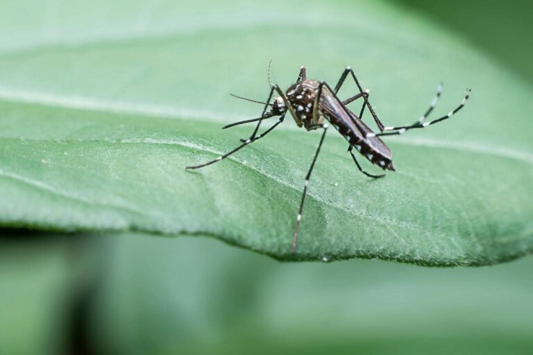 Mosquito perched on a green leaf.