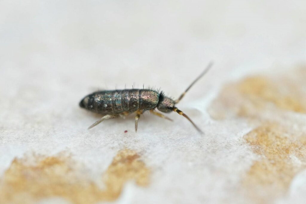 Top-Rated Year-Round Bug Control Tips