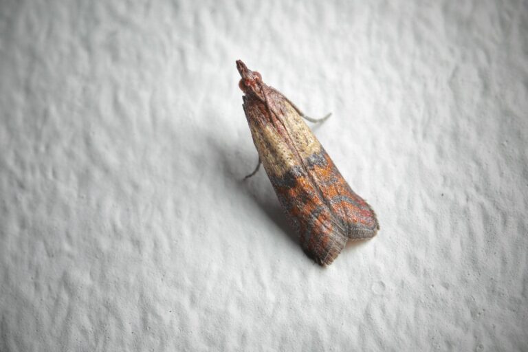 Close-up of a moth on surface