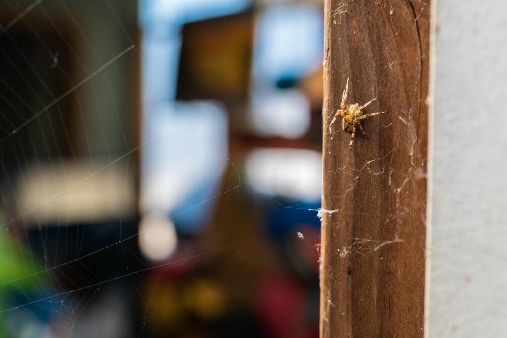 Spider on wooden surface with web