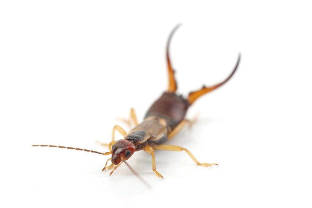 Top Tips for Earwig Prevention and Removal