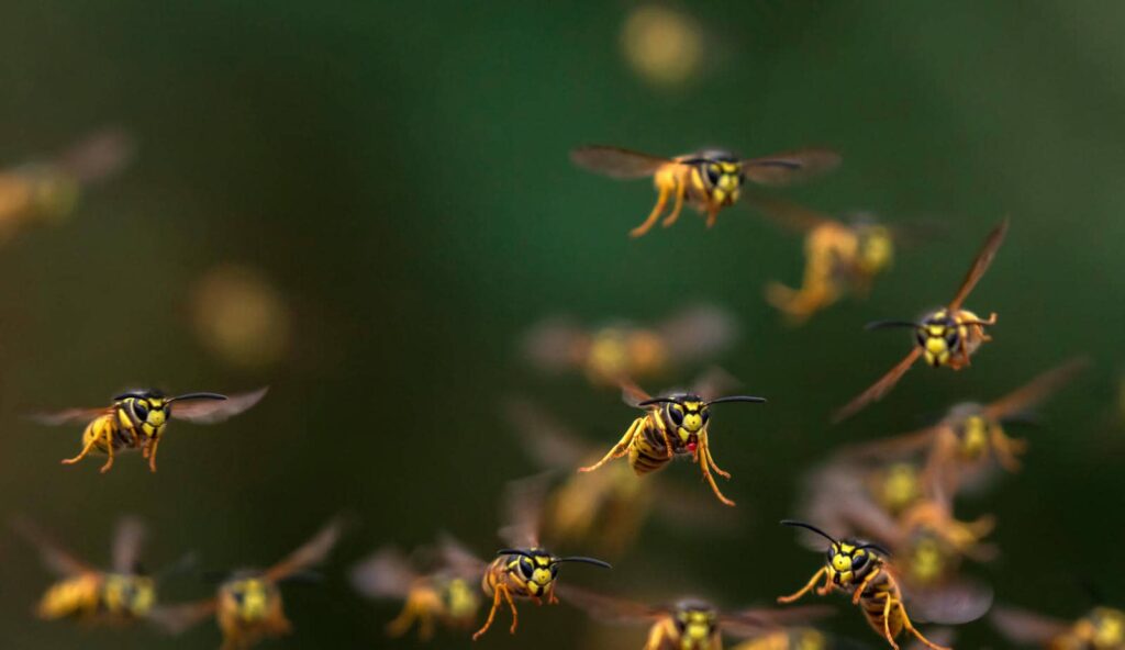 Top Wasp Extermination Services for Homeowners
