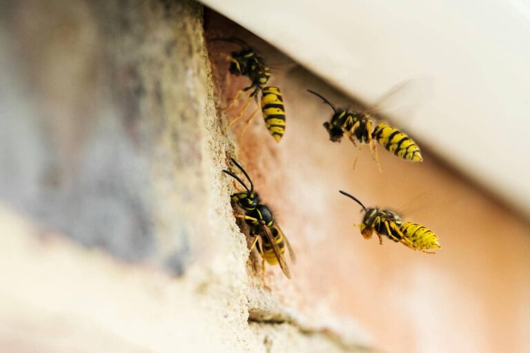 Top Wasp Extermination Services for Your Home