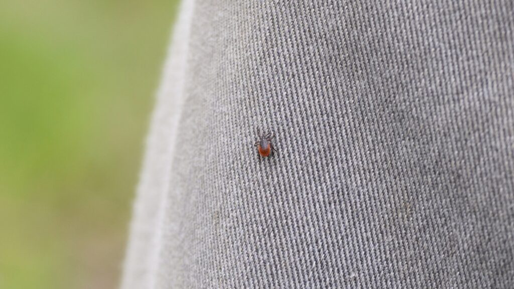 Picture of a tick on someone's pant leg.