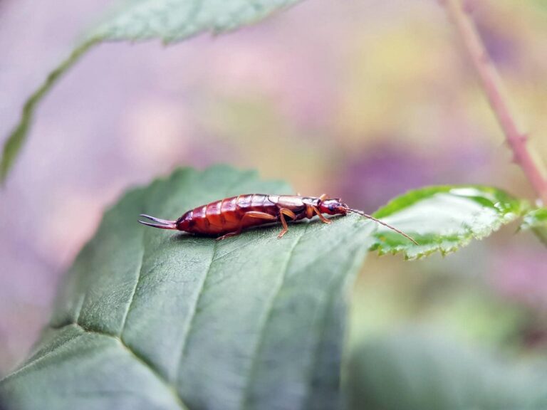 Earwig resting on a green leaf.