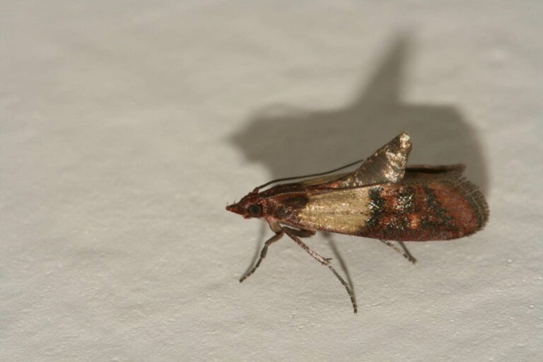 Close-up of a small insect.