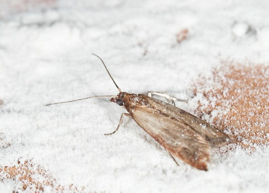 Moth on a white, powdery surface.