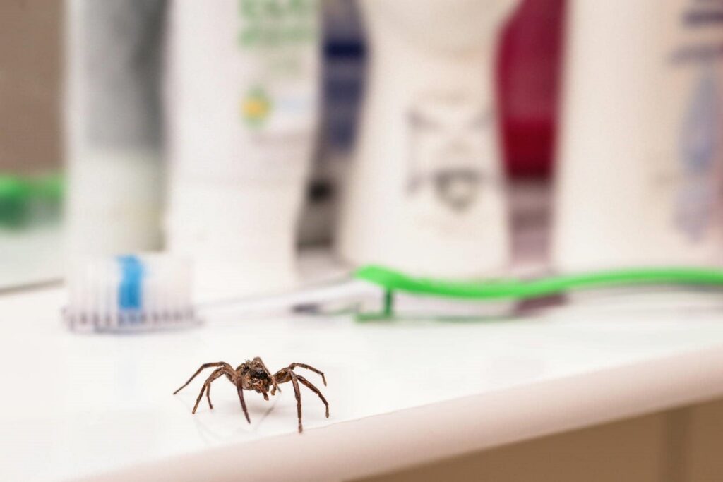 What Are Effective Spider Control Methods for Homes?