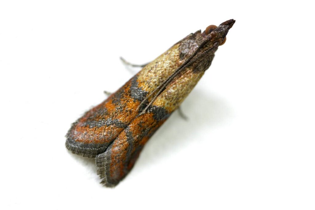 What Are Effective Tips for Indian Meal Moth Control?