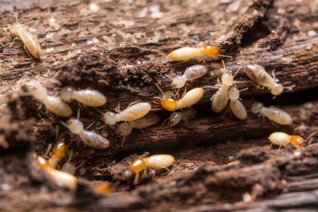 Termites on wooden surface