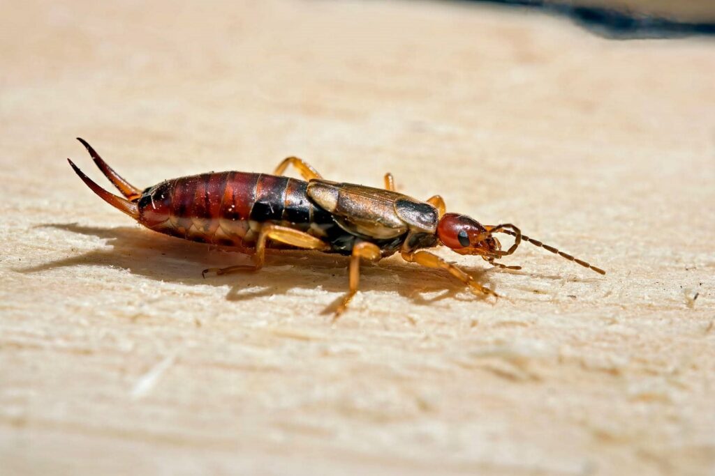 Close-up of an earwig insect.