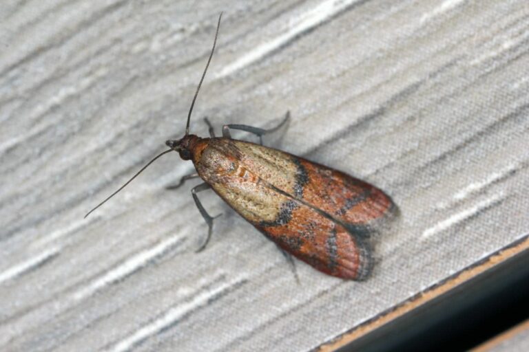 Close-up of an Indian meal moth