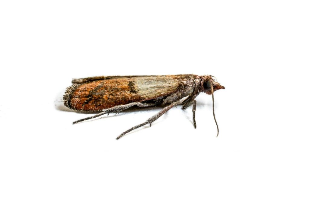Close-up of a meal moth