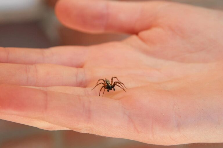 Spider on a person's hand.