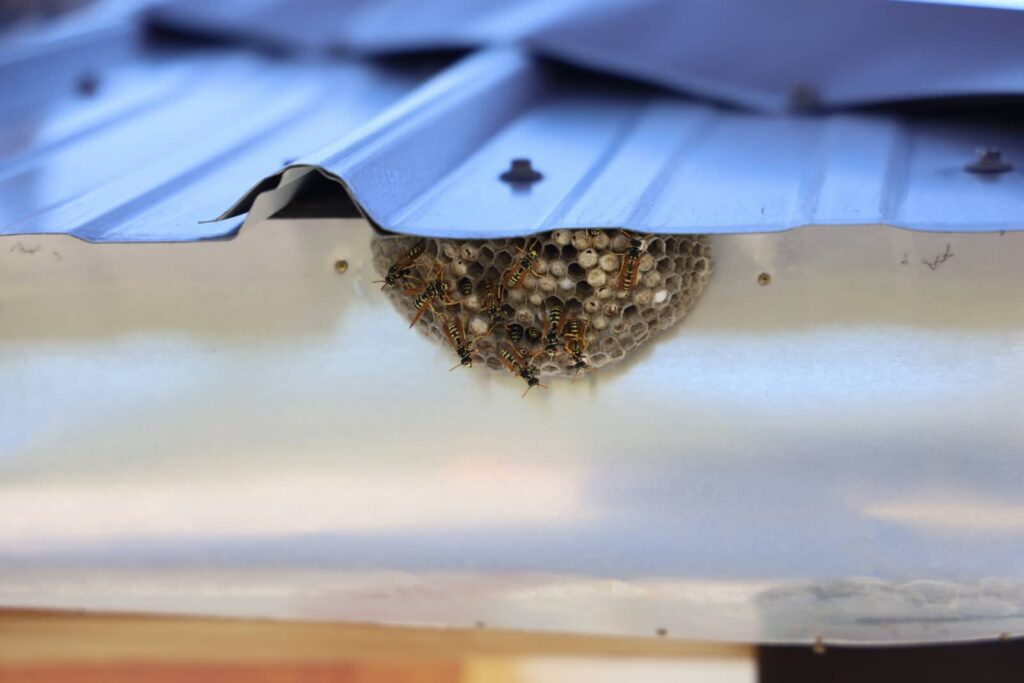What Attracts Bees and Box Elder Bugs?