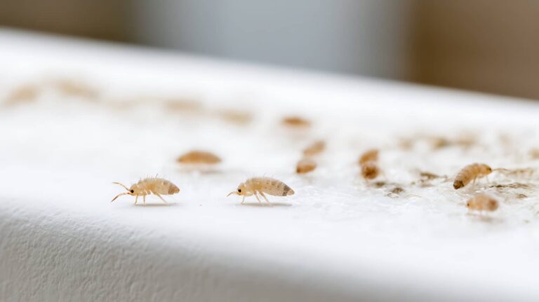 What Causes Springtail Infestations?