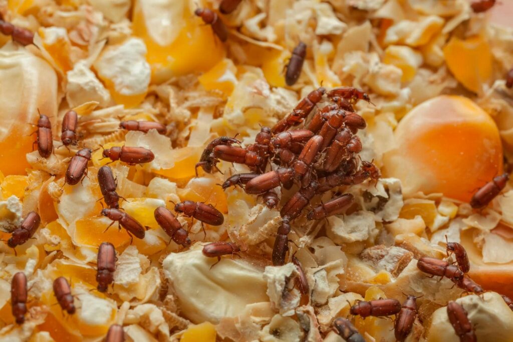 What Is Red Flour Beetle Extermination?