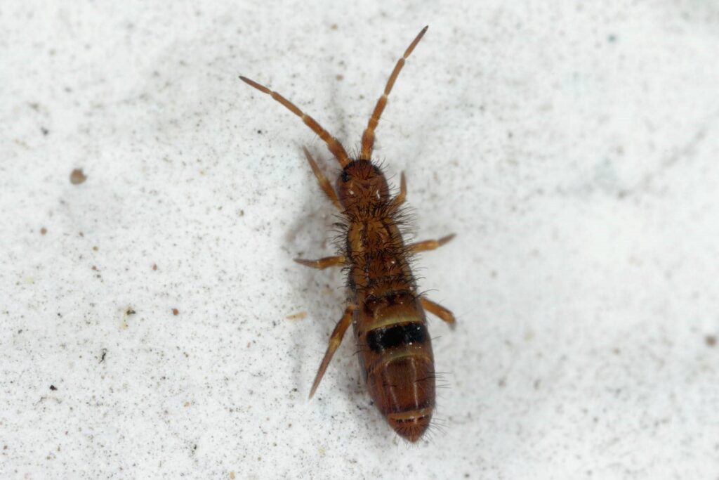 What Is Top Rated Springtail Pest Control?