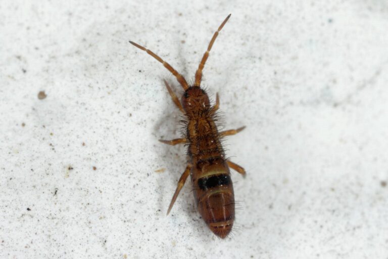 What Is Top Rated Springtail Pest Control?