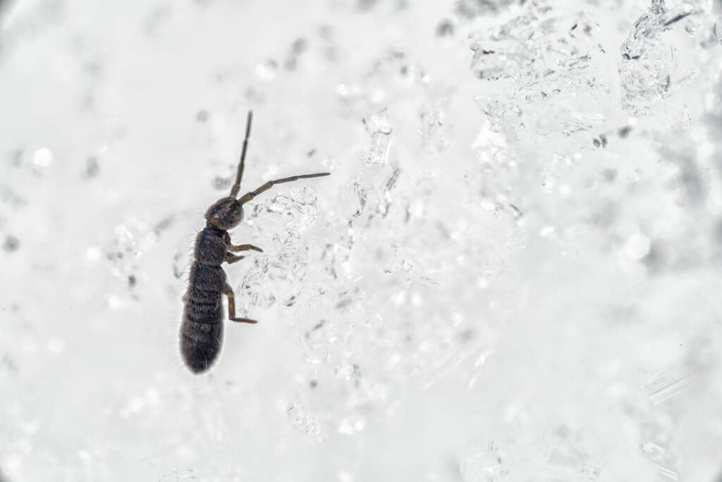 What Is the Best Springtail Control?
