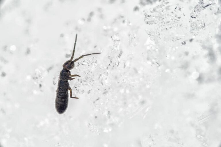 What Is the Best Springtail Control?