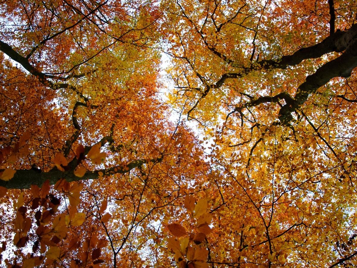 What to Do about Autumn Insects, Like Stink Bugs & Spiders? | Van Den ...