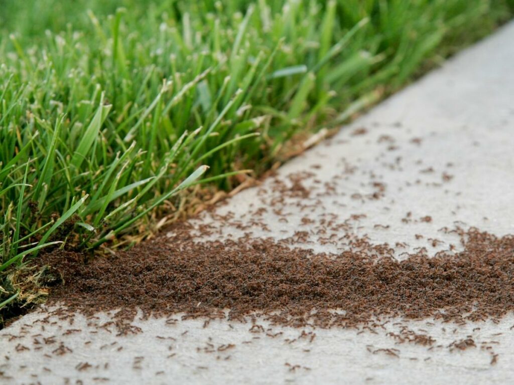 What's the best ant control for ants? A large quantity of ants on a sidewalk on front of a home's lawn.