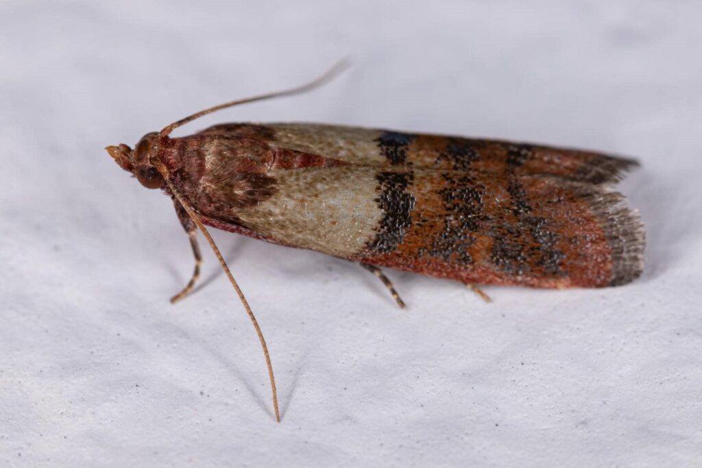 Close-up of an Indian meal moth