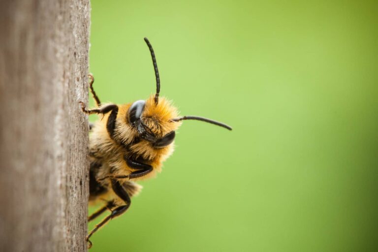 Why Bee Removal Helps With Boxelder Bugs