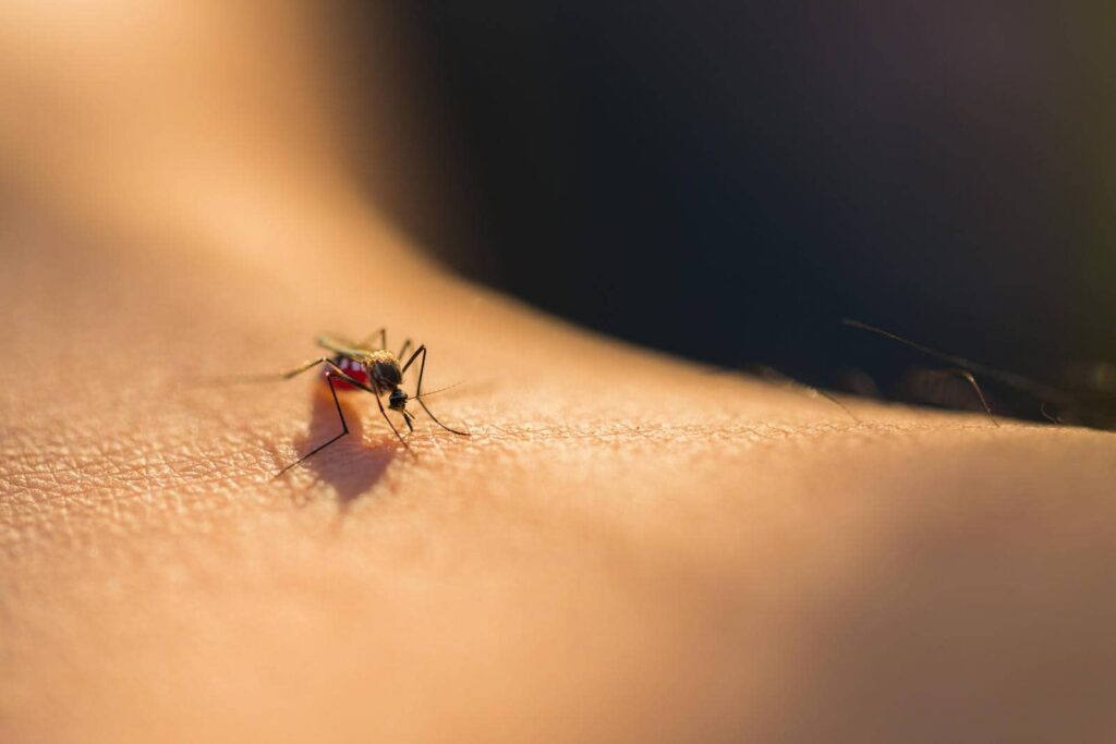 Mosquito on human skin close-up.