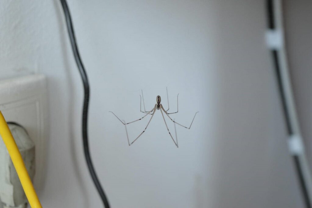 Spider on a wall near cables.