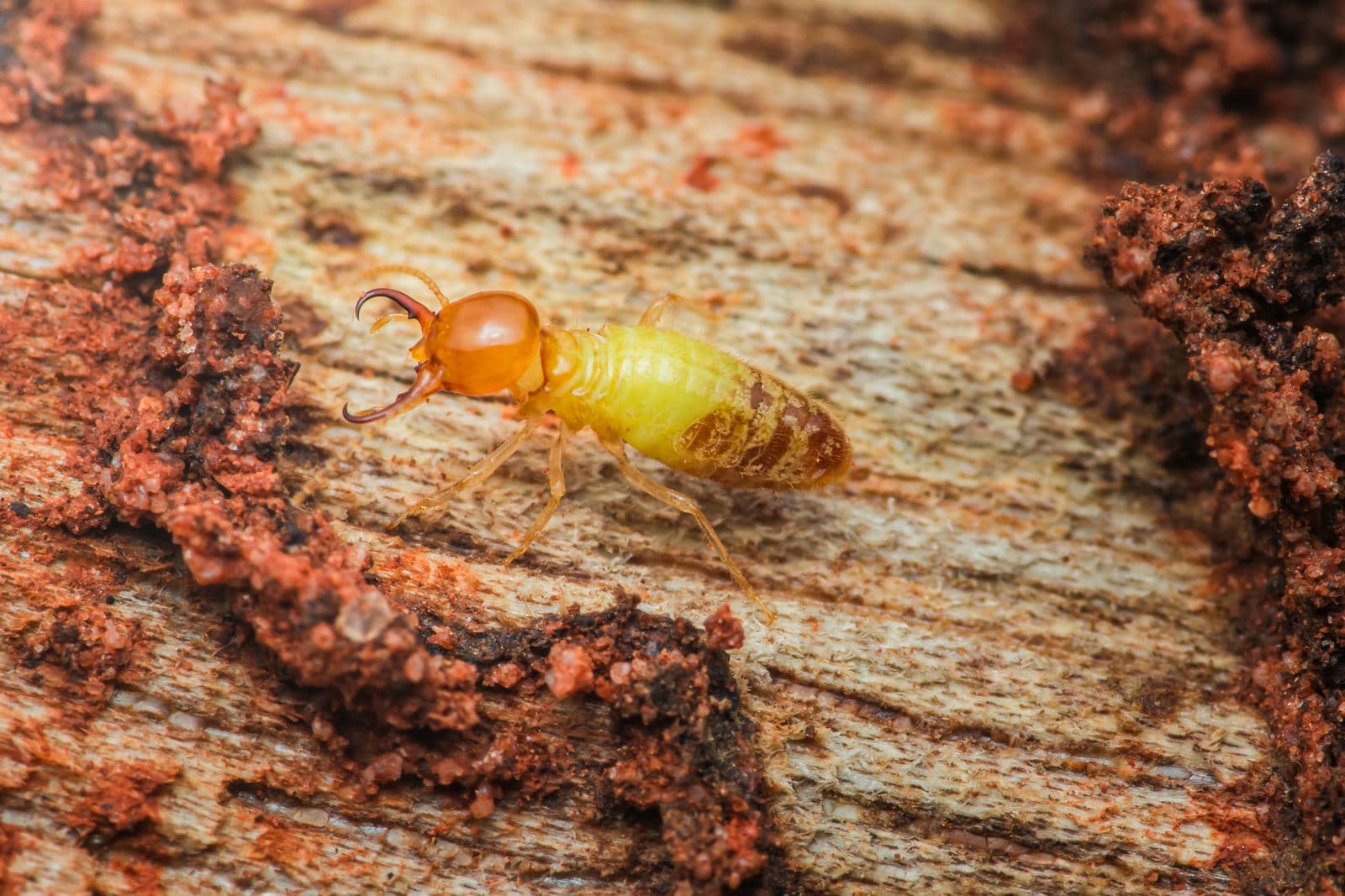 Why Choose Eco-Friendly Termite Solutions for Homes? | Van Den Berge ...