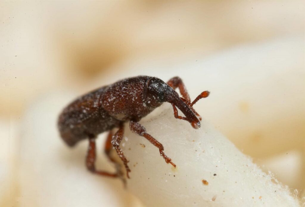 Why Choose Expert Red Flour Beetle Control?