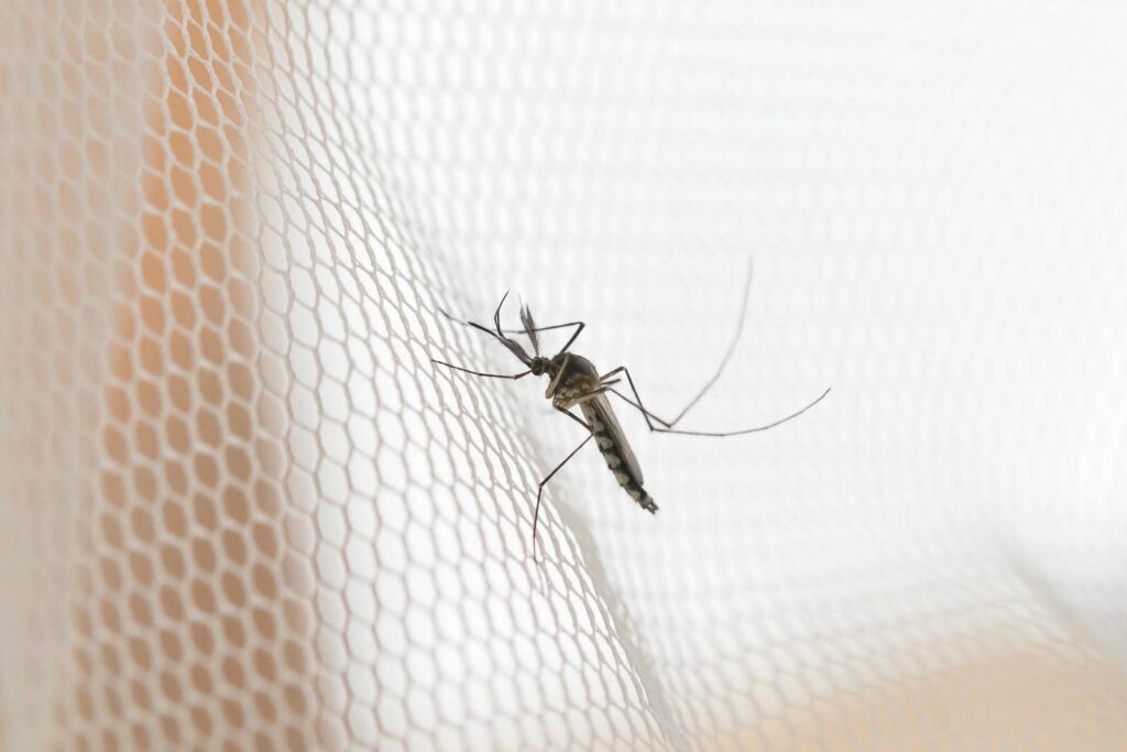 Why Choose Local Mosquito Control Services?