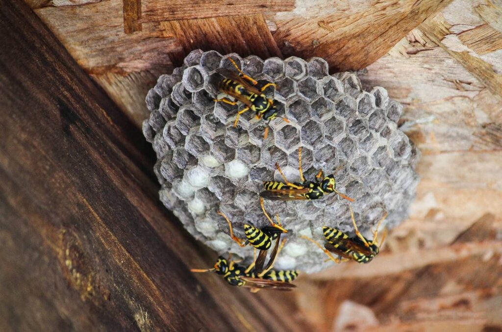 Wasp nest with active wasps present.