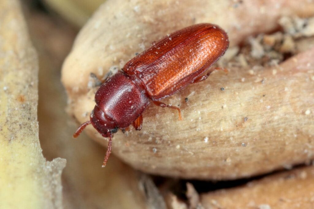 Why Red Flour Beetles Need Removal
